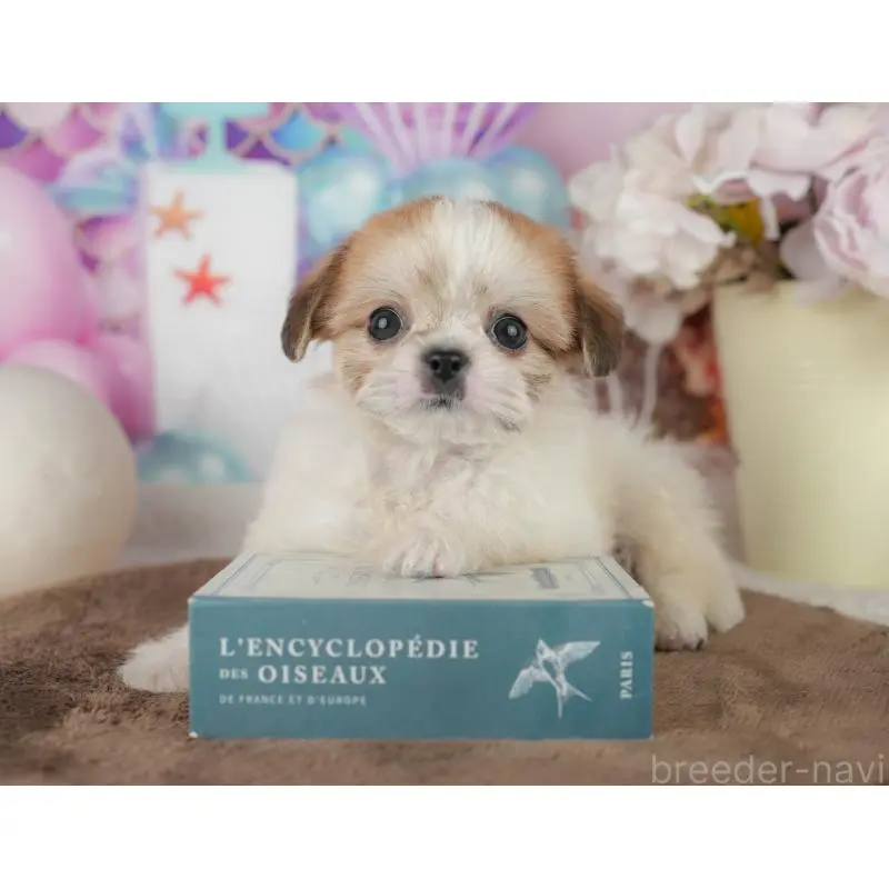 販売中の千葉県のミックス犬-455613の3枚目