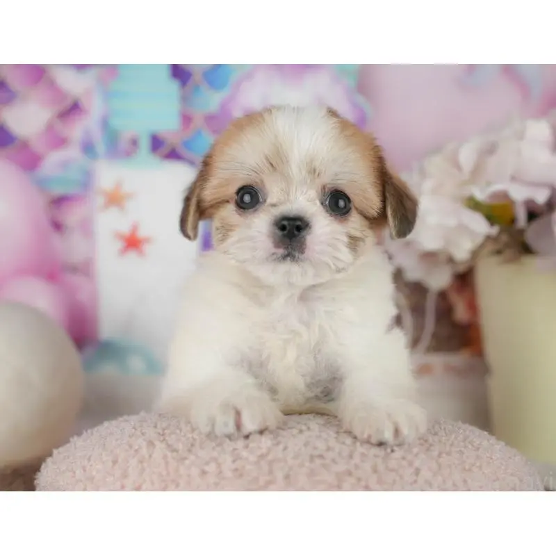 販売中の千葉県のミックス犬-455613の2枚目