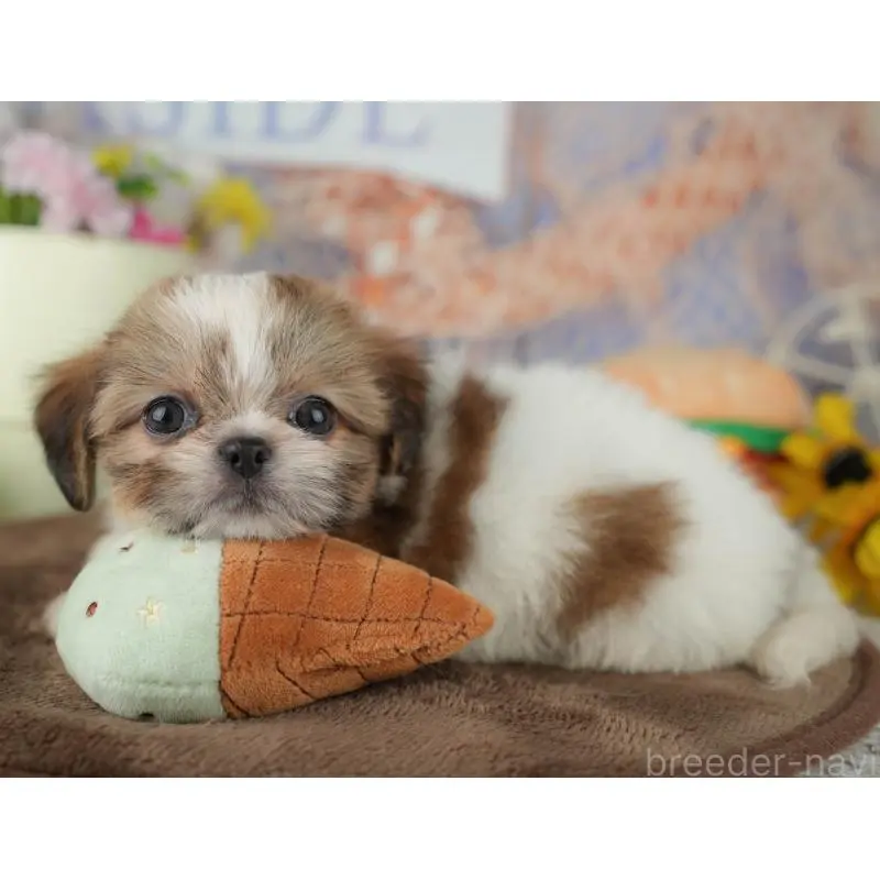 販売中の千葉県のミックス犬-455611の11枚目