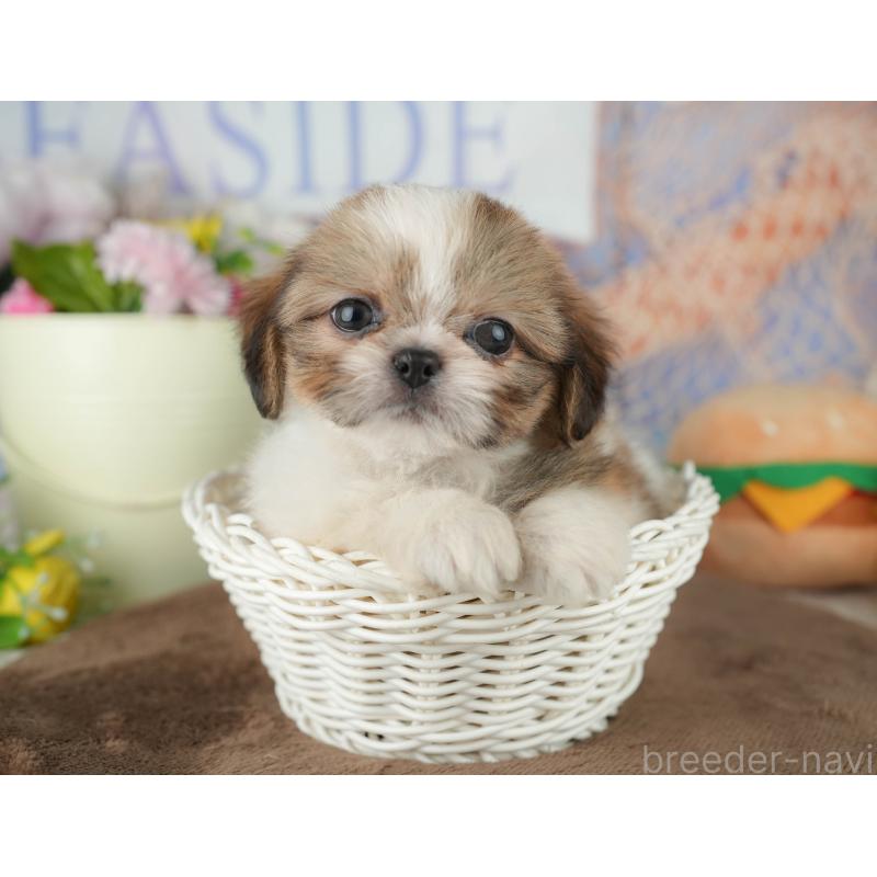 販売中の千葉県のミックス犬-455611の9枚目