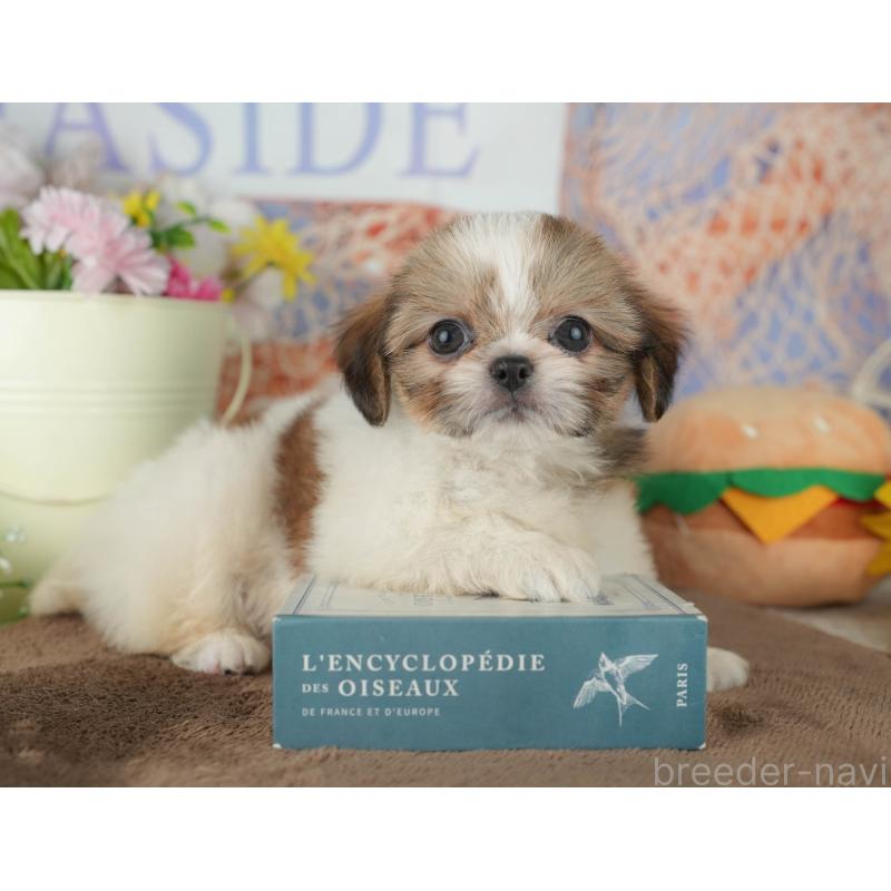 販売中の千葉県のミックス犬-455611の7枚目