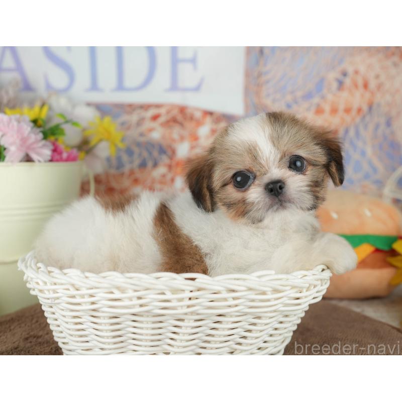 販売中の千葉県のミックス犬-455611の6枚目