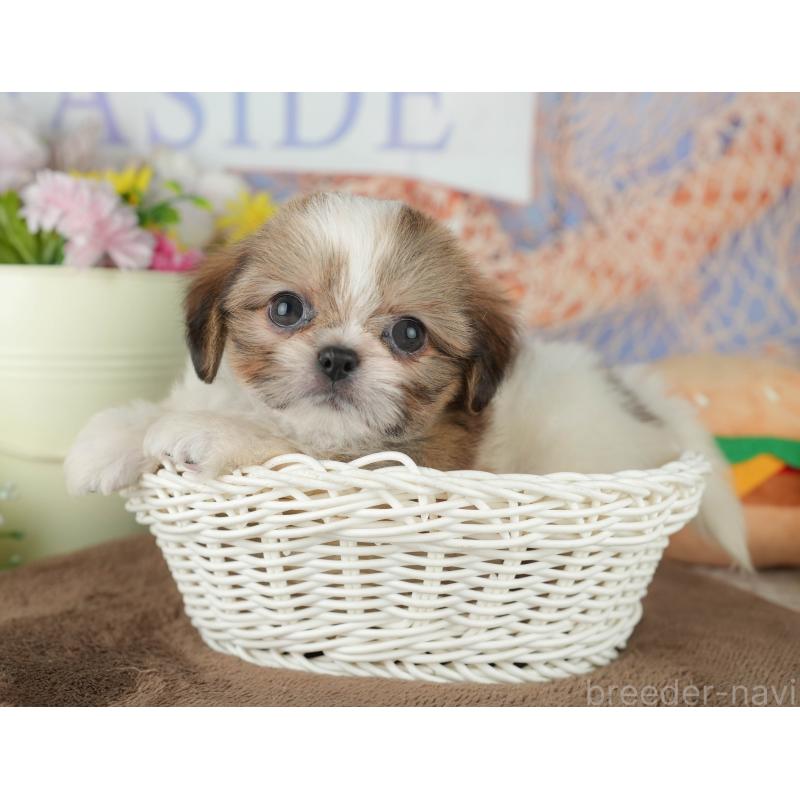 販売中の千葉県のミックス犬-455611の5枚目