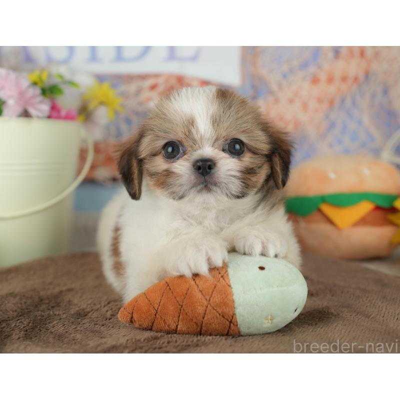 販売中の千葉県のミックス犬-455611の3枚目