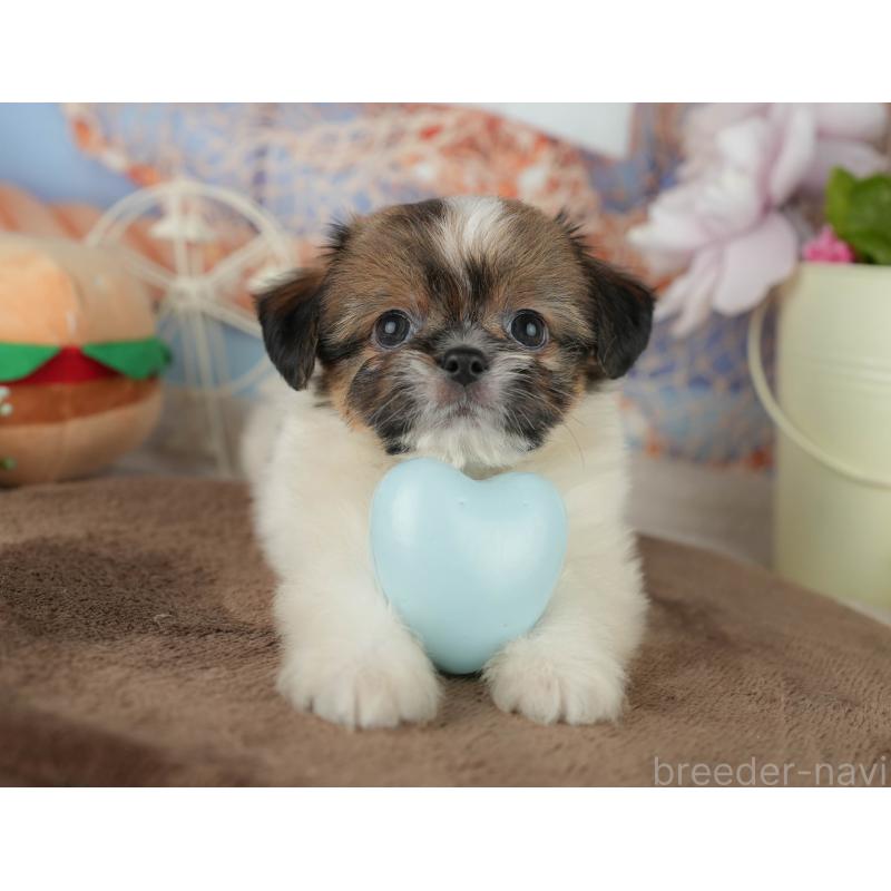 販売中の千葉県のミックス犬-455609の11枚目