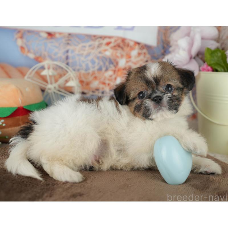 販売中の千葉県のミックス犬-455609の10枚目