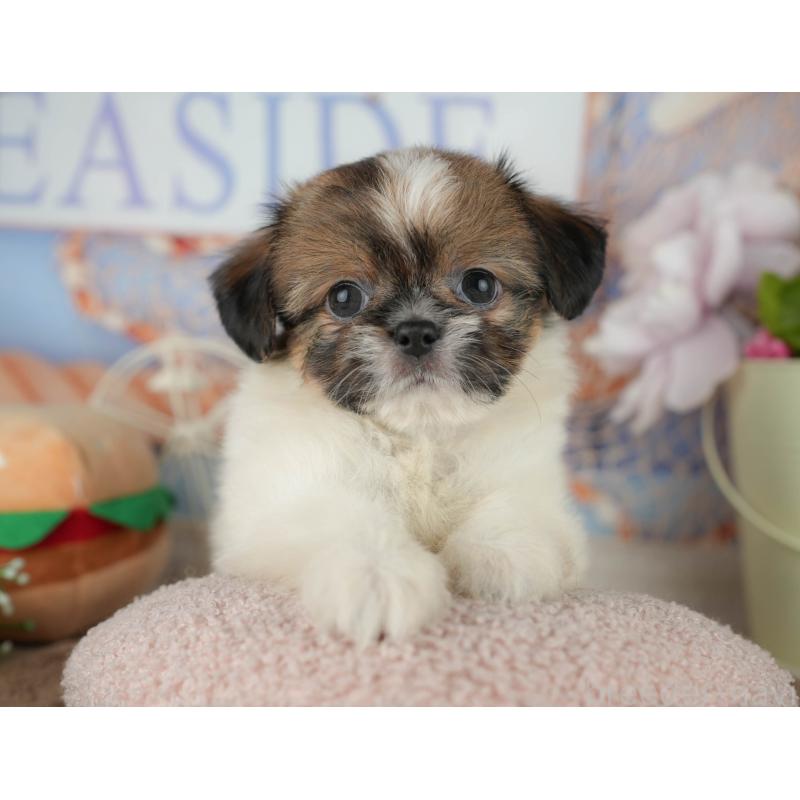 販売中の千葉県のミックス犬-455609の9枚目