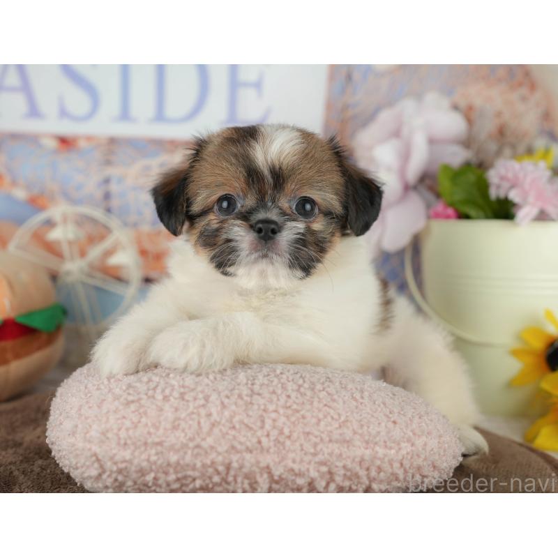 販売中の千葉県のミックス犬-455609の7枚目