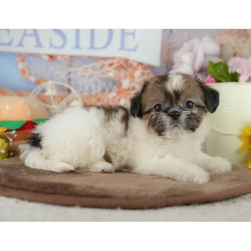 販売中の千葉県のミックス犬-455609の6枚目