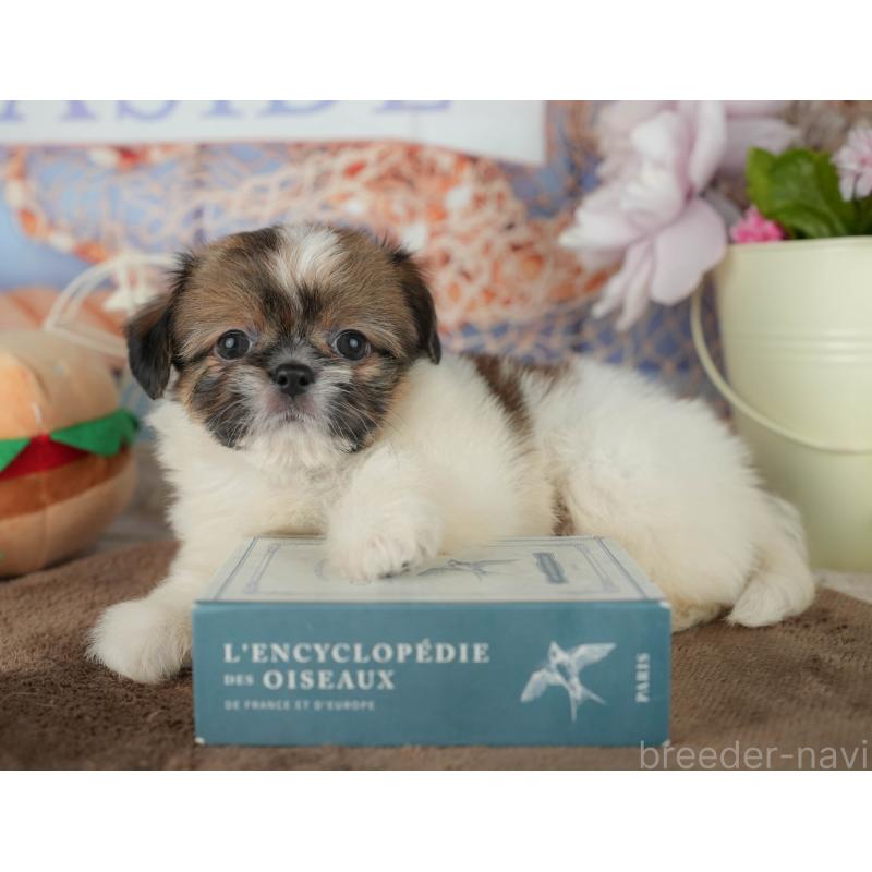 販売中の千葉県のミックス犬-455609の5枚目