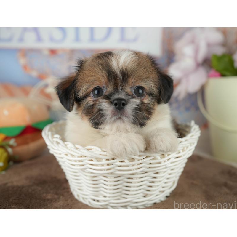 販売中の千葉県のミックス犬-455609の4枚目