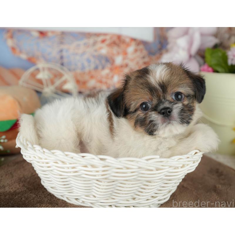 販売中の千葉県のミックス犬-455609の3枚目