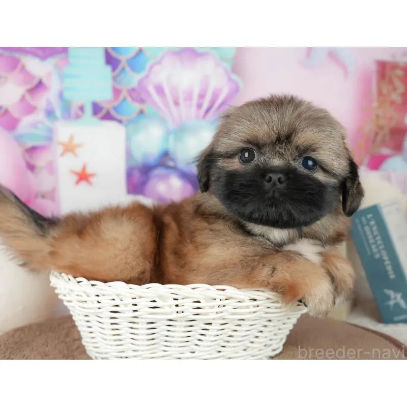 販売中の千葉県のミックス犬-455607の14枚目