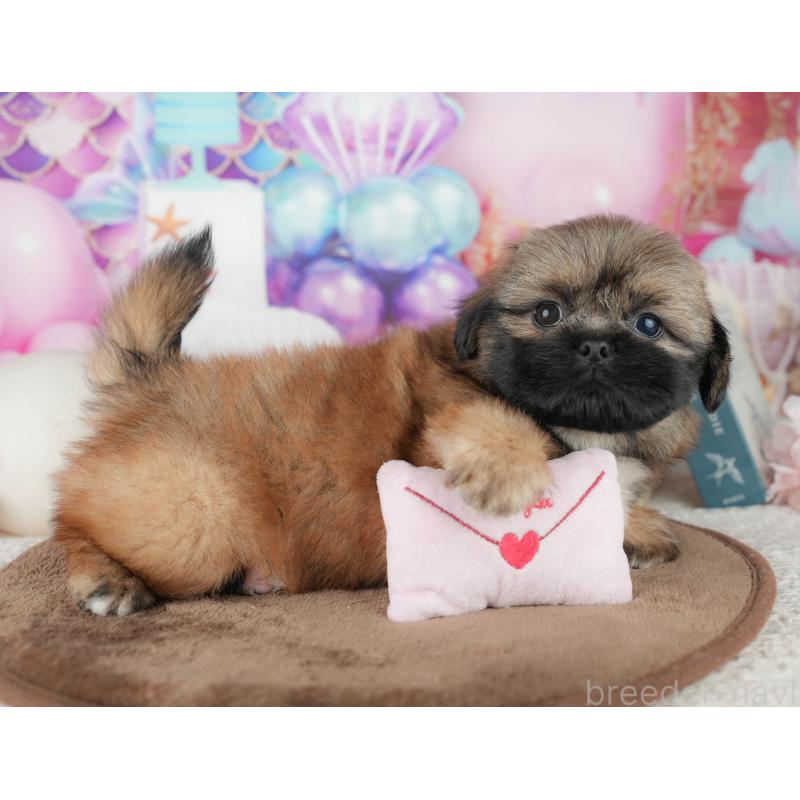 販売中の千葉県のミックス犬-455607の12枚目