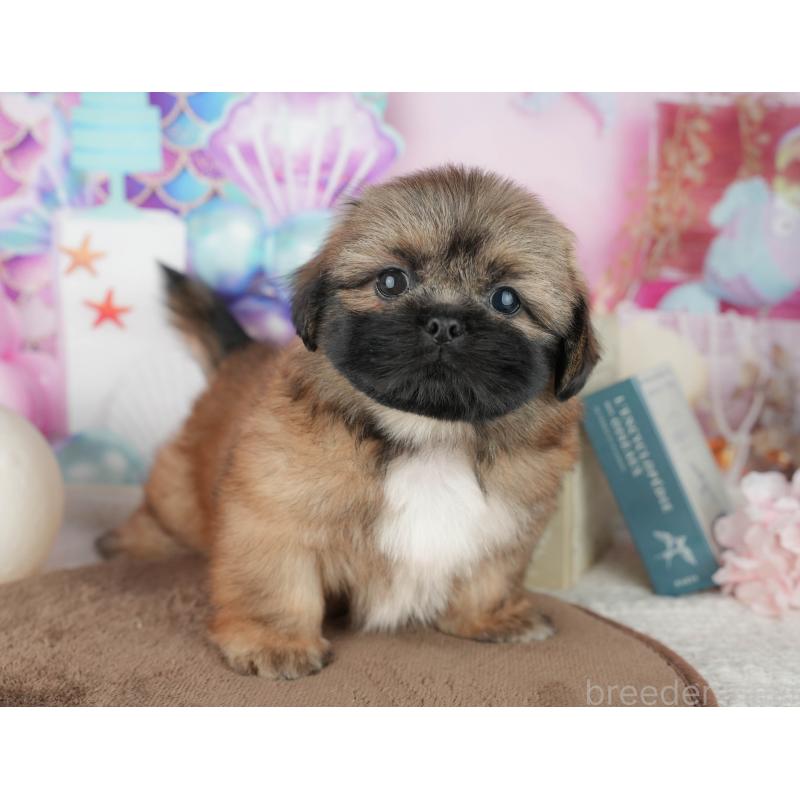 販売中の千葉県のミックス犬-455607の11枚目