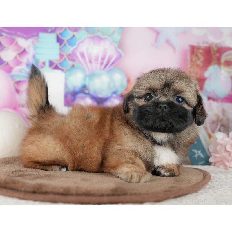 販売中の千葉県のミックス犬-455607の10枚目