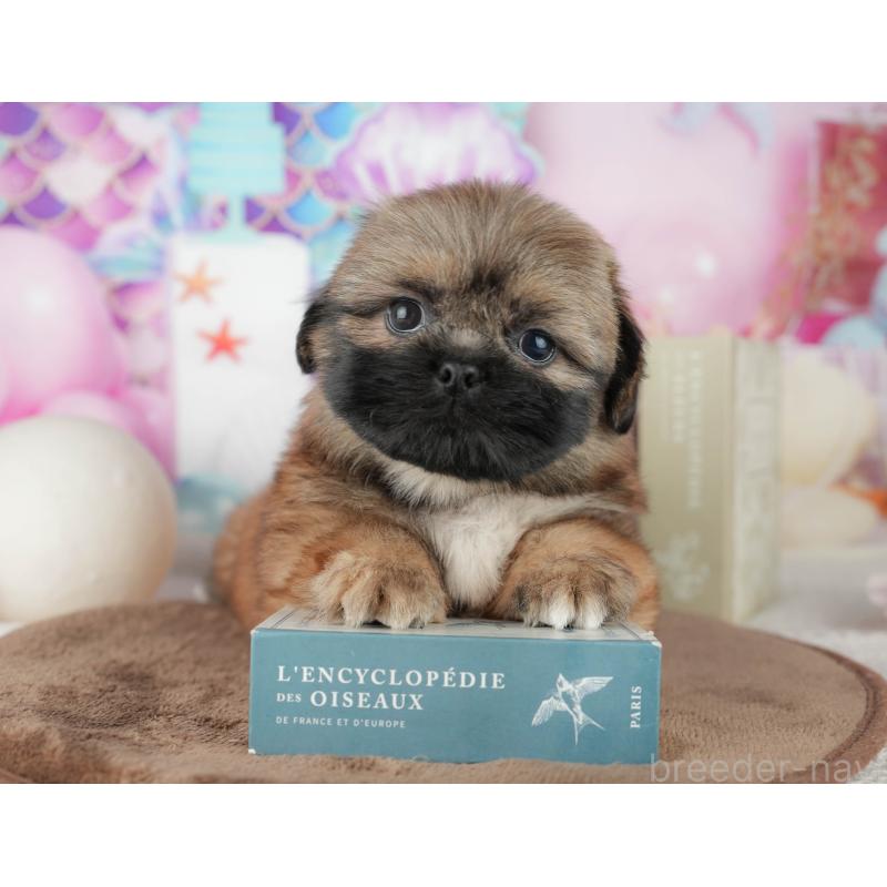 販売中の千葉県のミックス犬-455607の9枚目