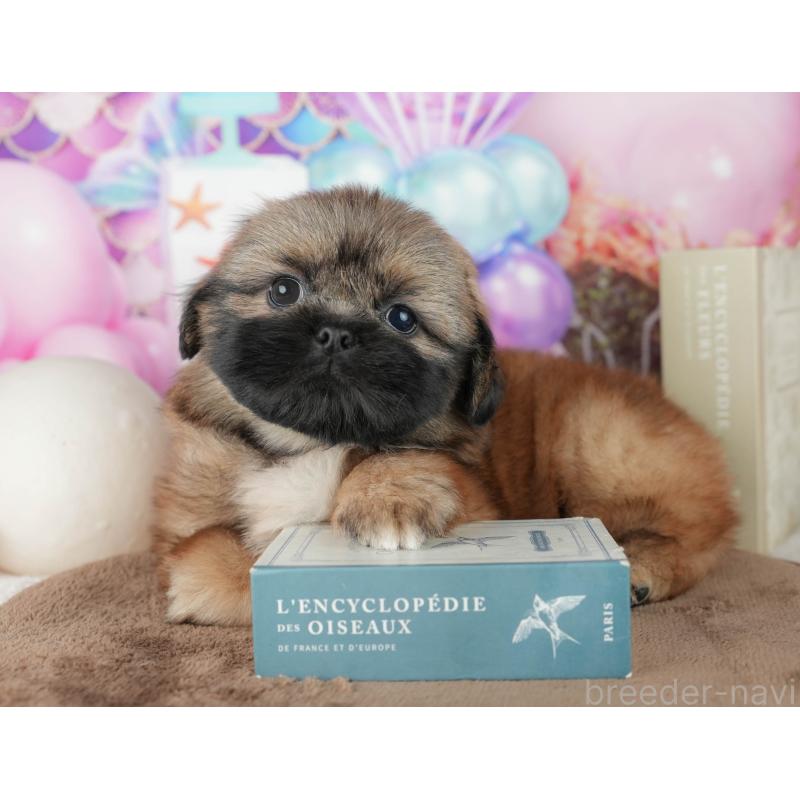 販売中の千葉県のミックス犬-455607の7枚目