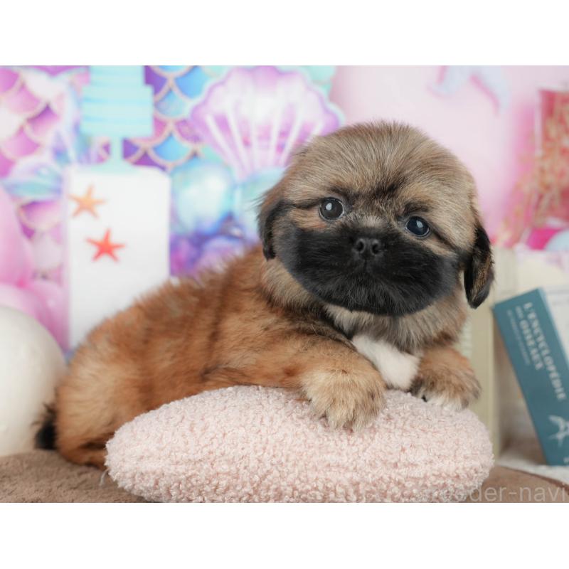 販売中の千葉県のミックス犬-455607の5枚目