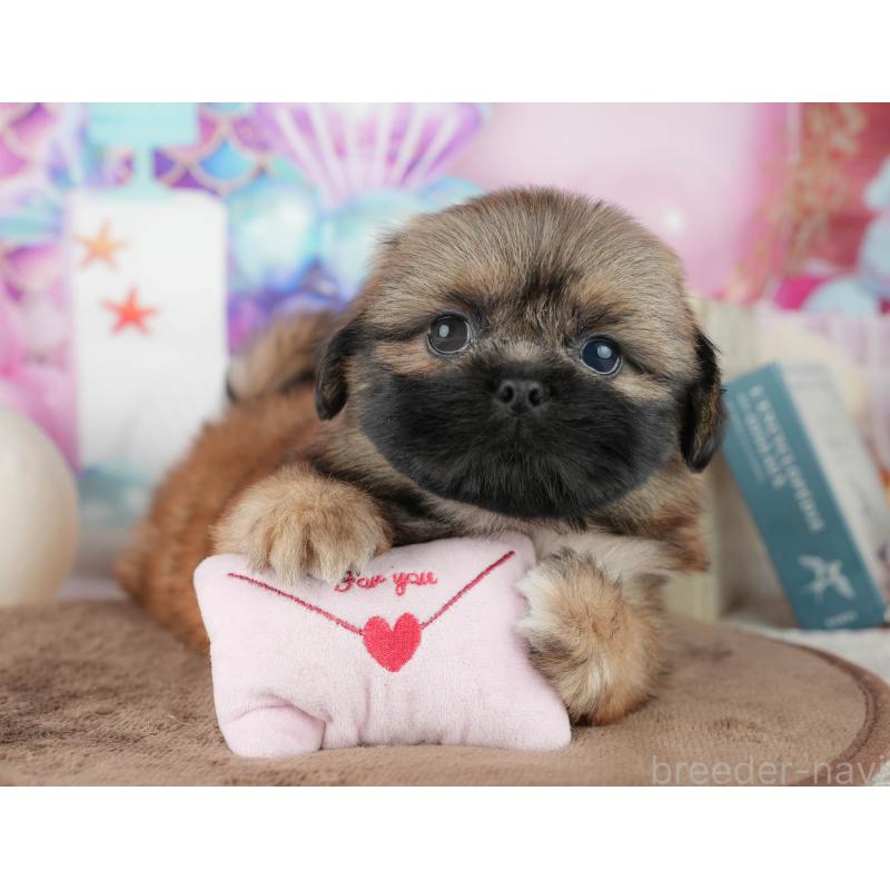 販売中の千葉県のミックス犬-455607の4枚目