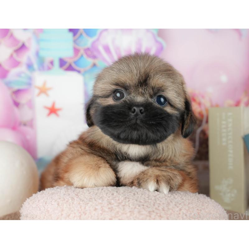 販売中の千葉県のミックス犬-455607の3枚目