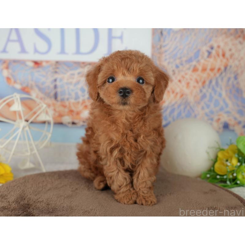 ♂︎トイプードル