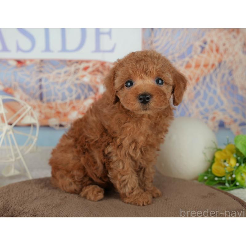 販売中の千葉県のトイプードル-455605の11枚目