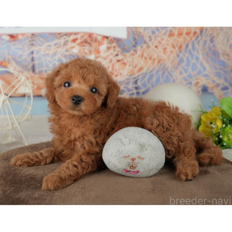 販売中の千葉県のトイプードル-455605の9枚目