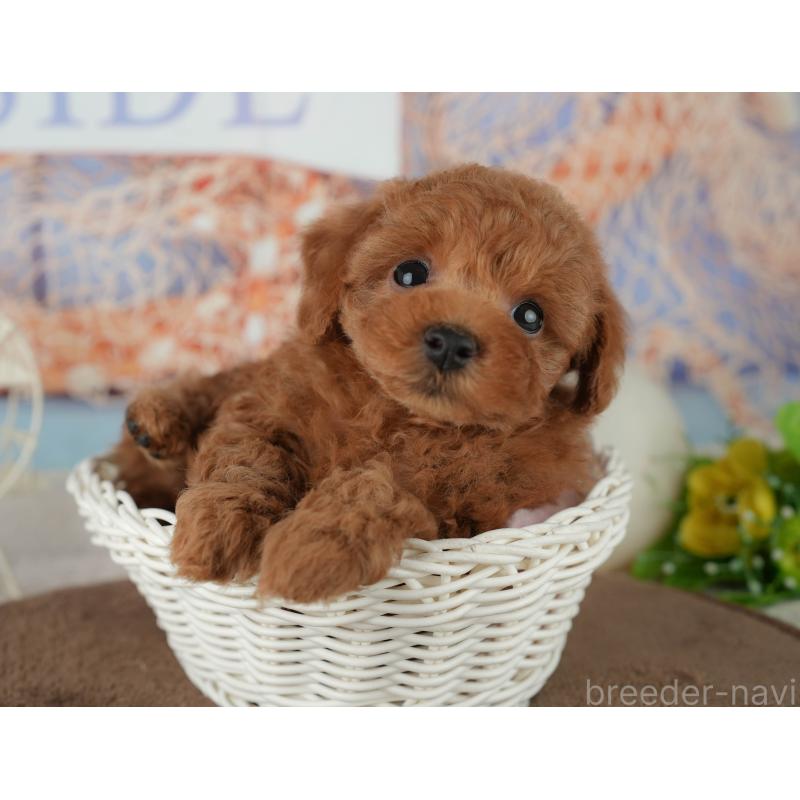 販売中の千葉県のトイプードル-455605の8枚目