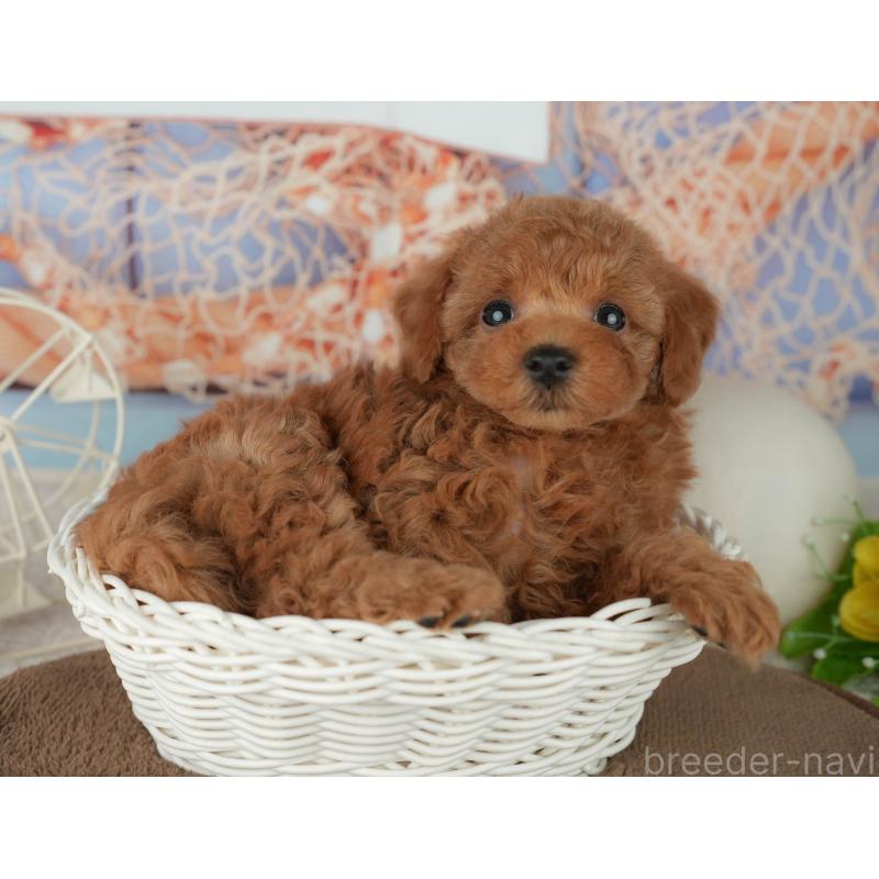 販売中の千葉県のトイプードル-455605の7枚目