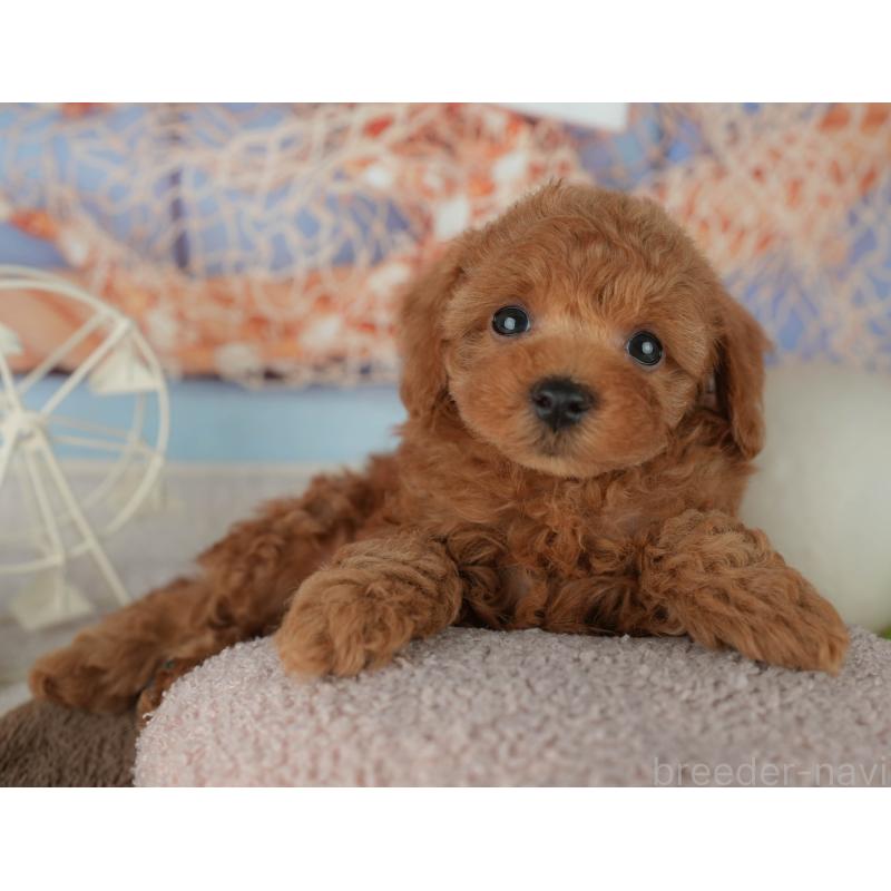 販売中の千葉県のトイプードル-455605の6枚目