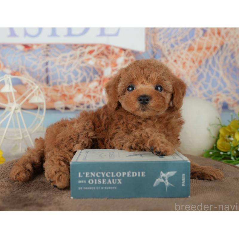 販売中の千葉県のトイプードル-455605の4枚目