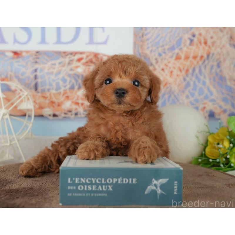 販売中の千葉県のトイプードル-455605の3枚目