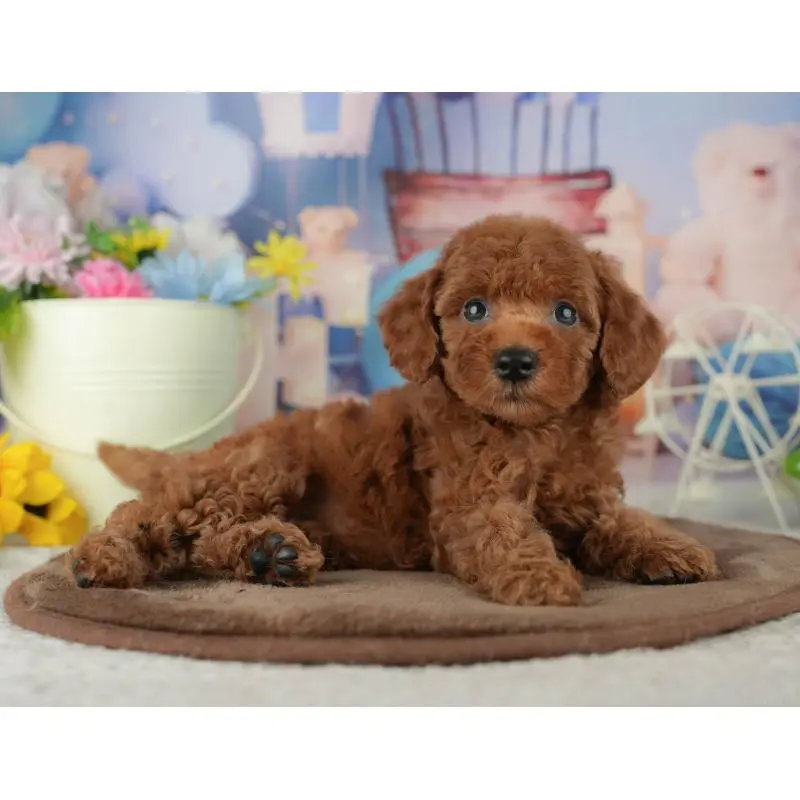 販売中の千葉県のトイプードル-455603の10枚目