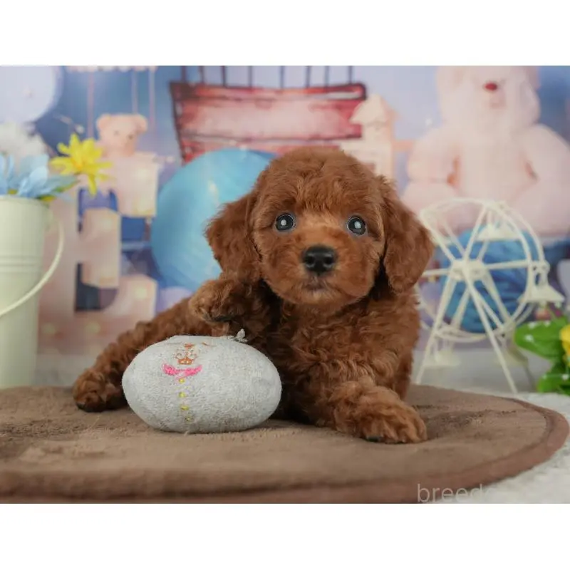 販売中の千葉県のトイプードル-455603の9枚目