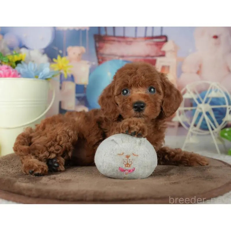 販売中の千葉県のトイプードル-455603の8枚目