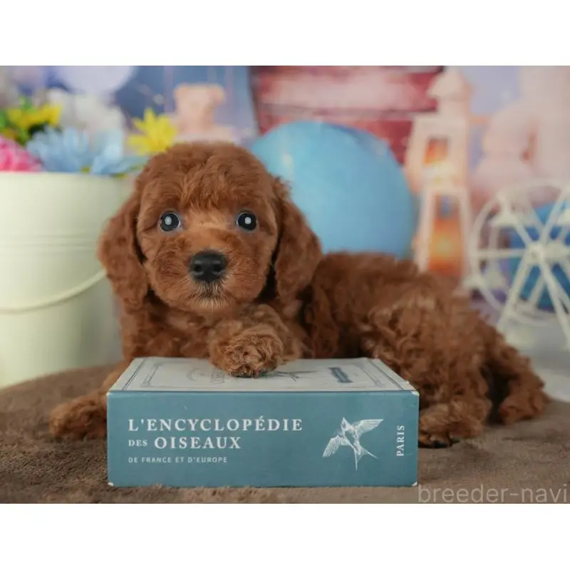 販売中の千葉県のトイプードル-455603の6枚目