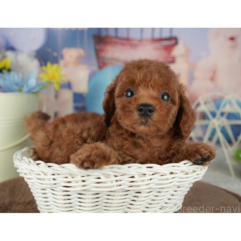 販売中の千葉県のトイプードル-455603の5枚目