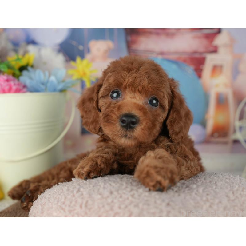 販売中の千葉県のトイプードル-455603の4枚目