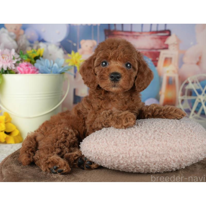 販売中の千葉県のトイプードル-455603の3枚目