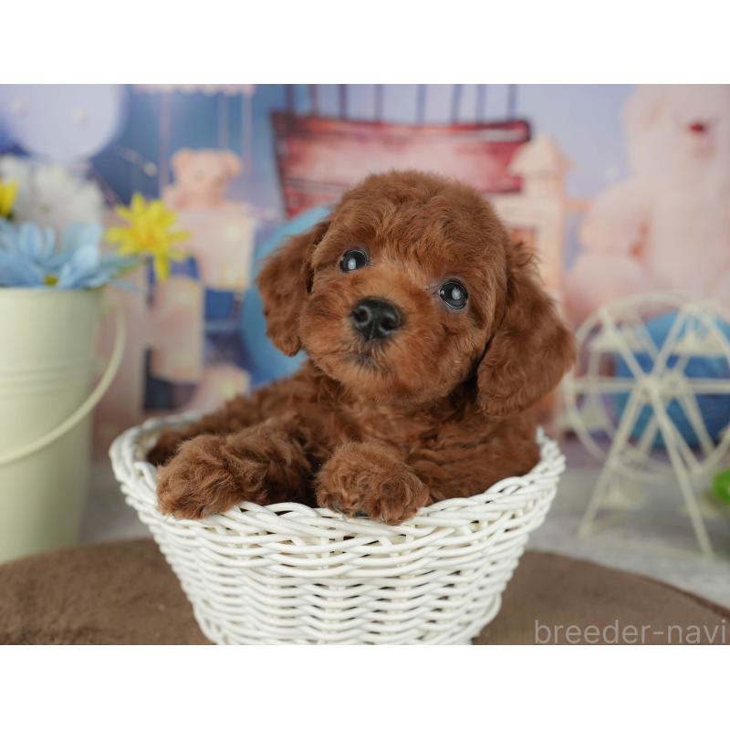 販売中の千葉県のトイプードル-455603の2枚目