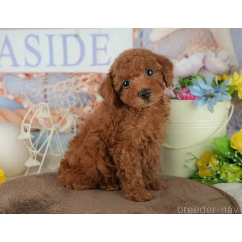 販売中の千葉県のトイプードル-455602の14枚目