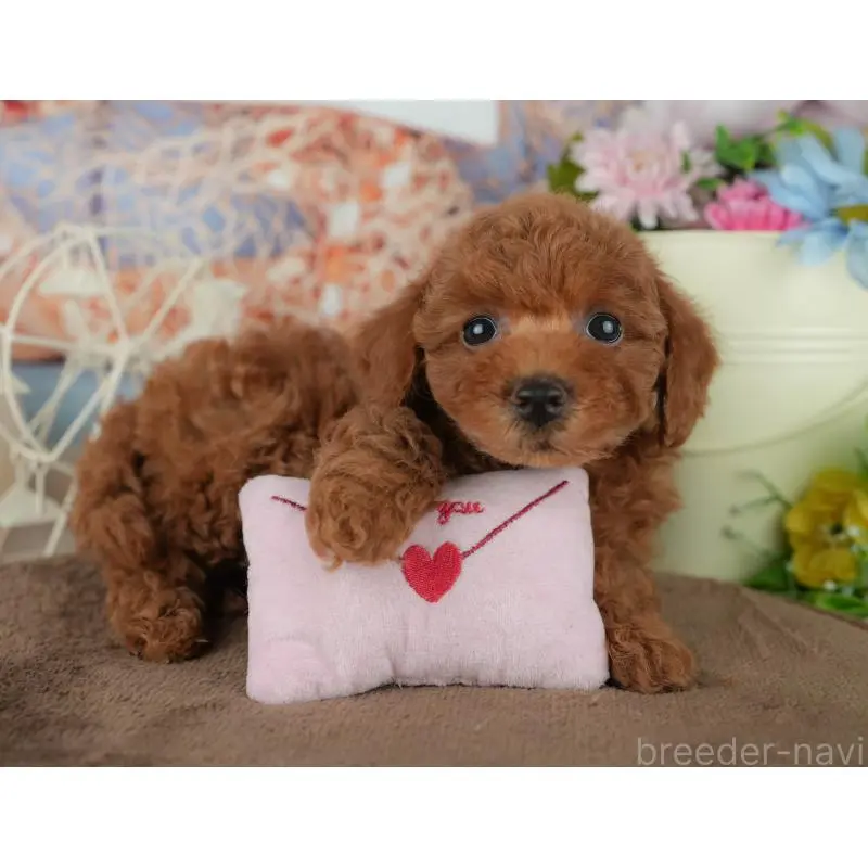 販売中の千葉県のトイプードル-455602の13枚目