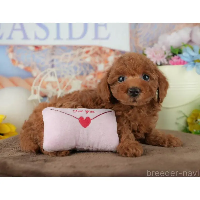 販売中の千葉県のトイプードル-455602の11枚目