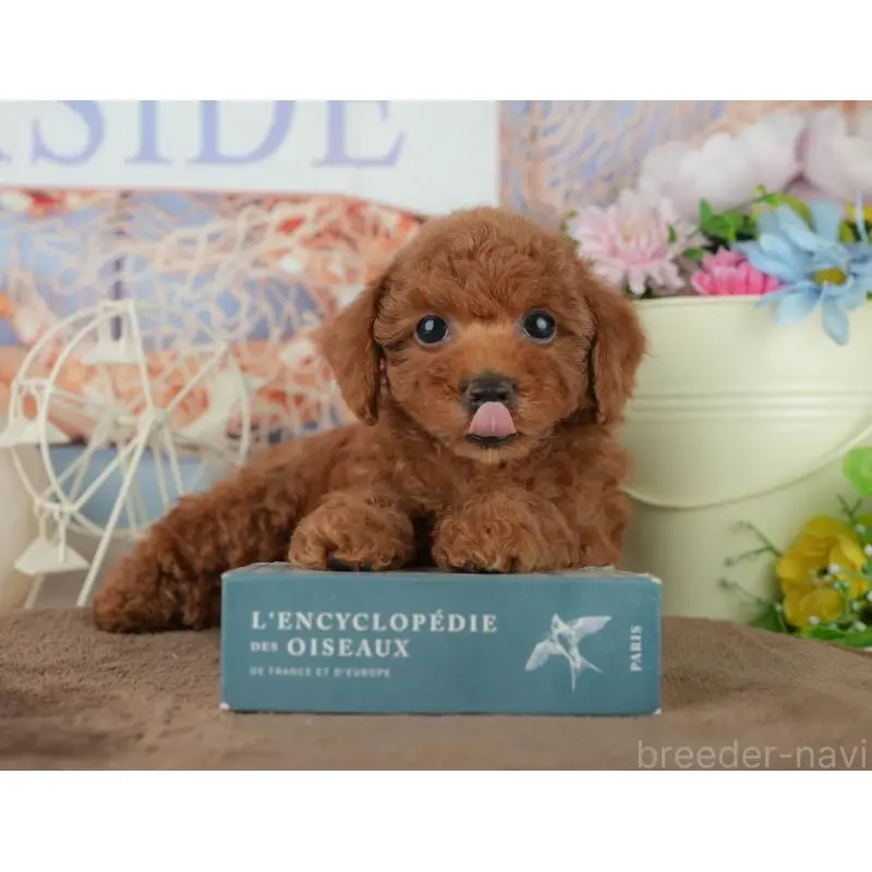 販売中の千葉県のトイプードル-455602の10枚目