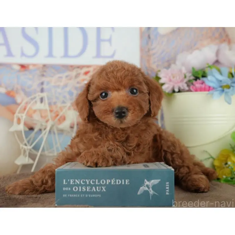 販売中の千葉県のトイプードル-455602の9枚目