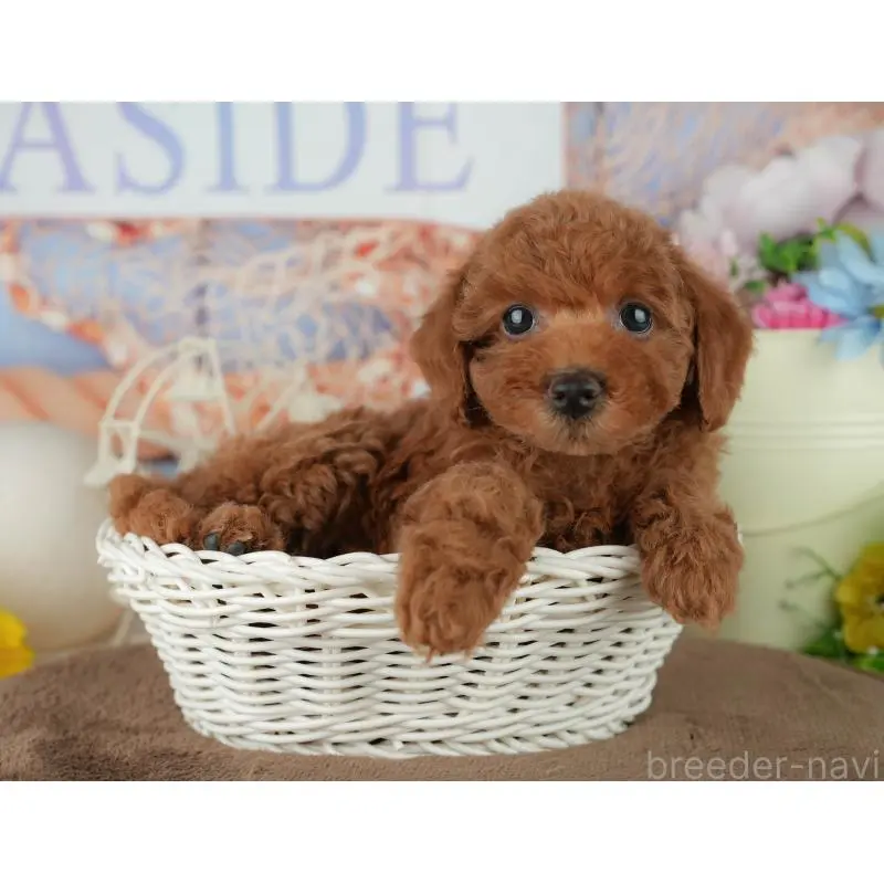 販売中の千葉県のトイプードル-455602の8枚目