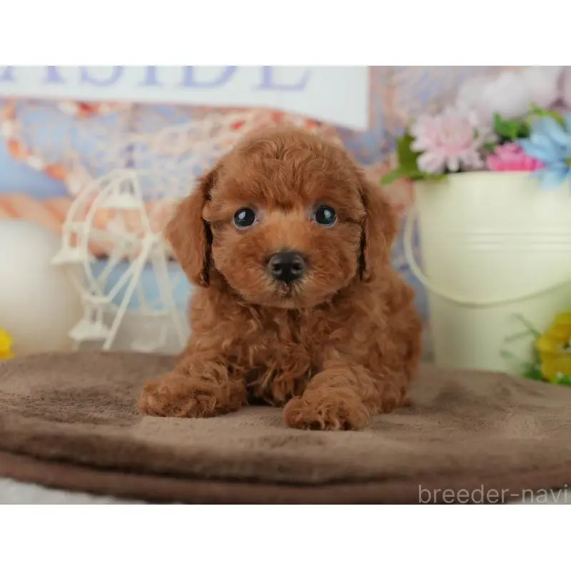 販売中の千葉県のトイプードル-455602の7枚目