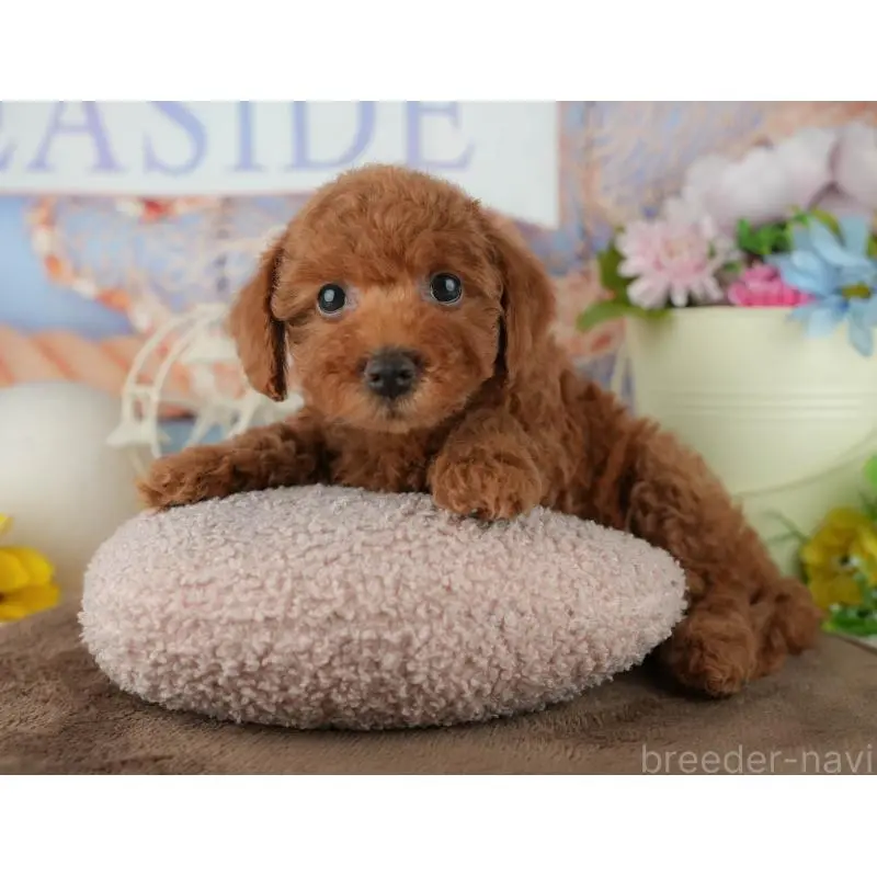 販売中の千葉県のトイプードル-455602の6枚目