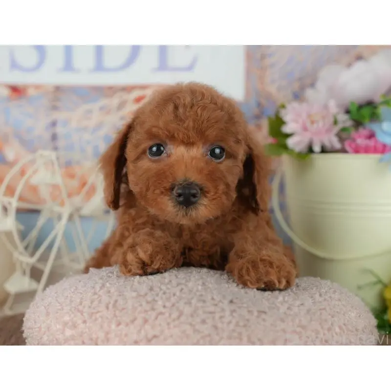 販売中の千葉県のトイプードル-455602の3枚目